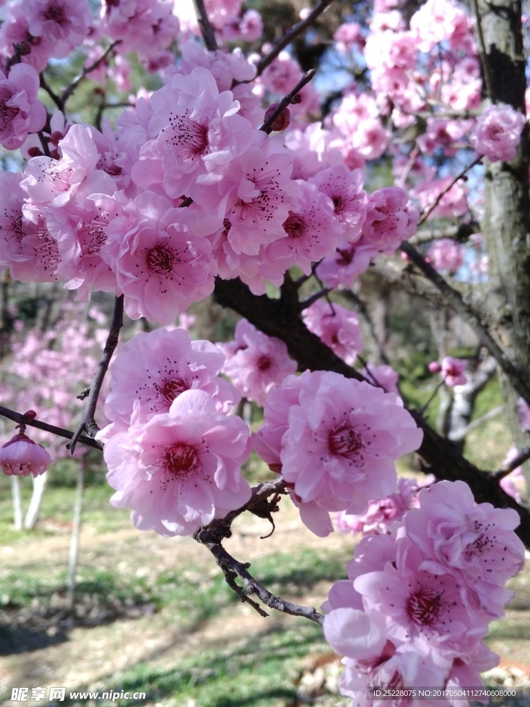 梅花