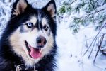 雪橇犬头部特写