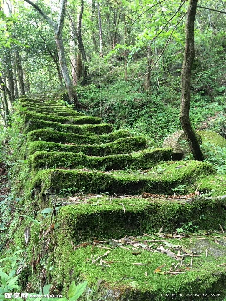 森林里的青苔小路