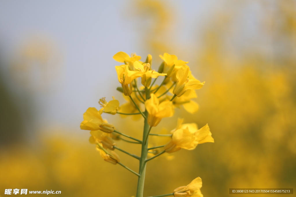 油菜花