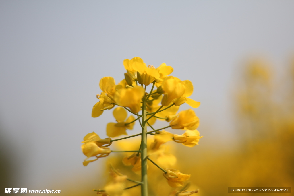 油菜花