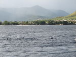 野生海豚 海豚