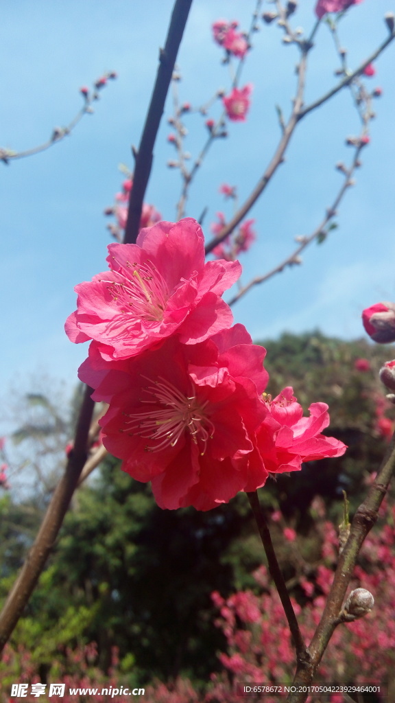 桃花