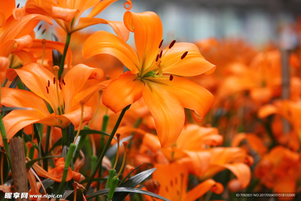 百合花