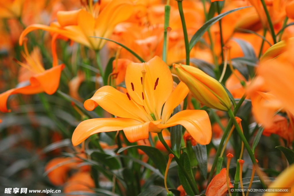 百合花