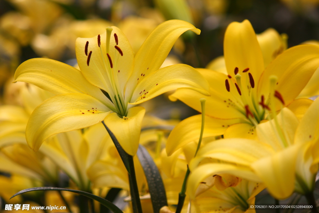 百合花