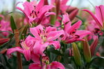 百合花