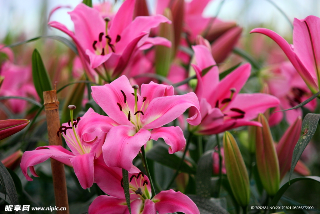 百合花