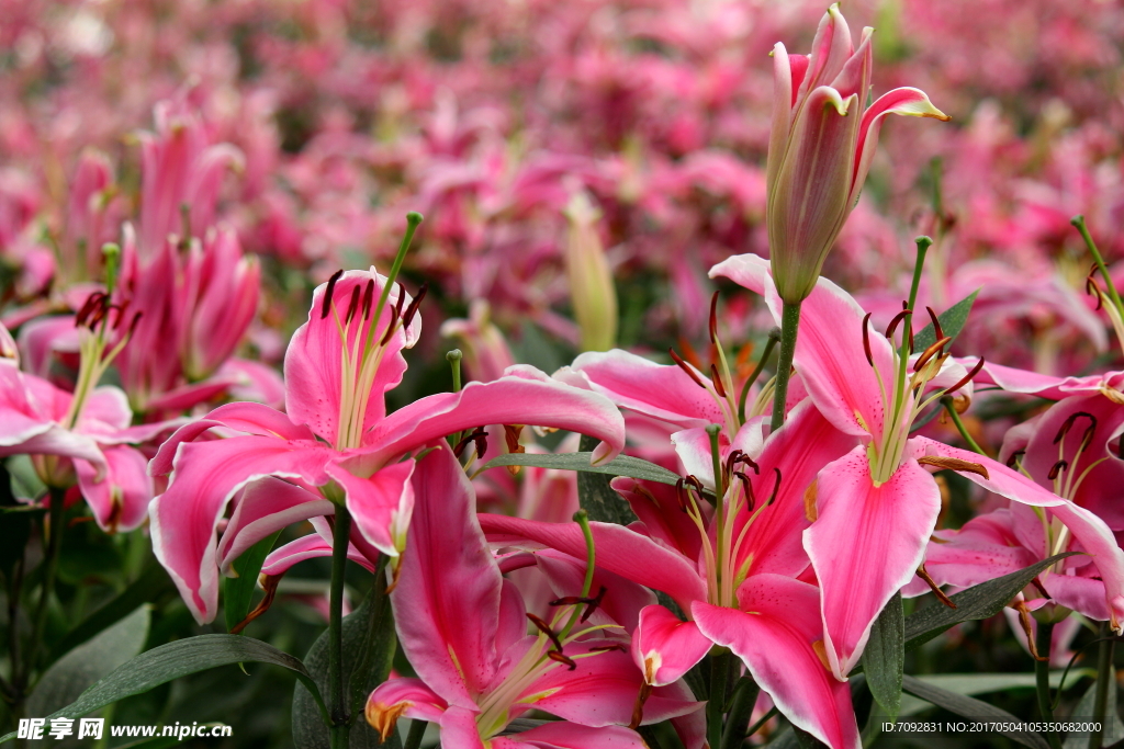 百合花