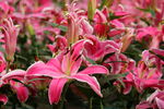 百合花