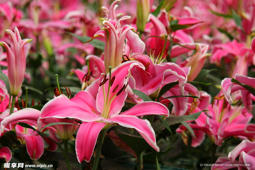 百合花