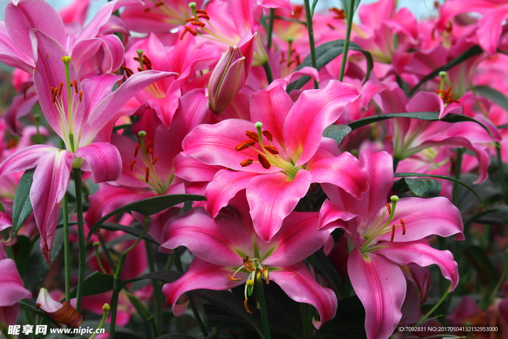 百合花