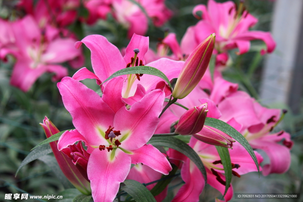 百合花