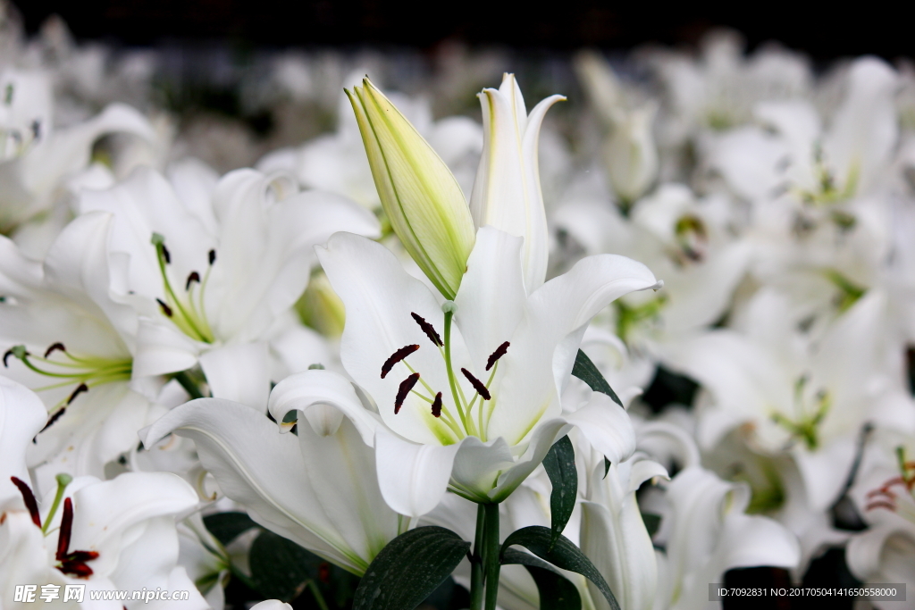 百合花