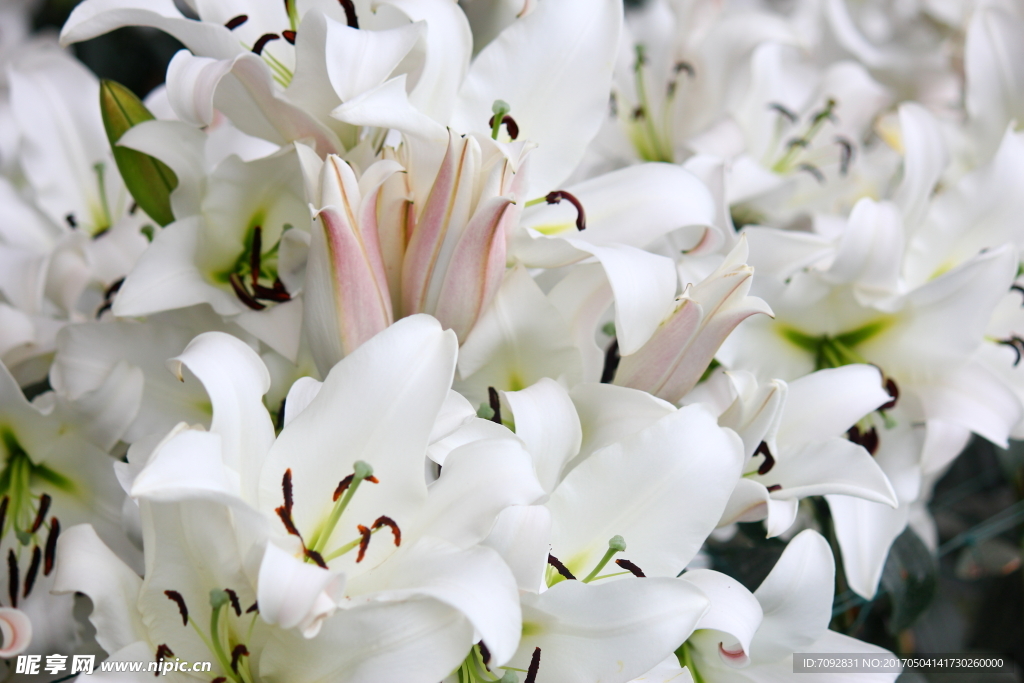 百合花