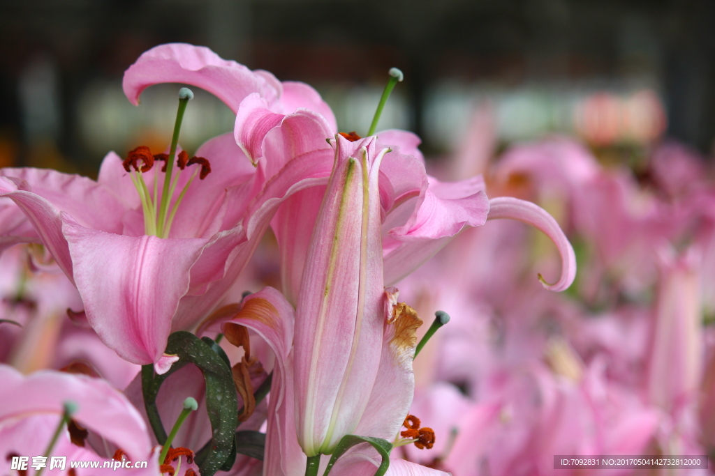 百合花