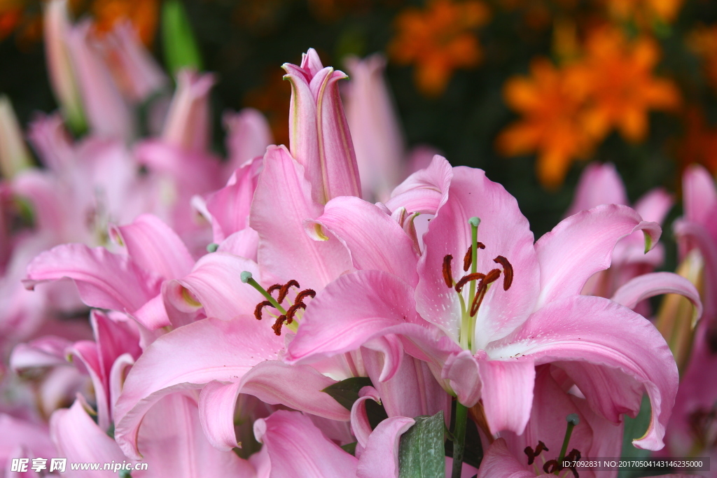 百合花