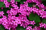 鲜花