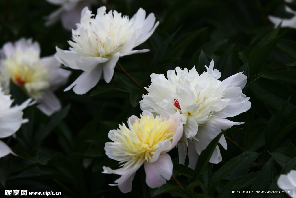 芍药花