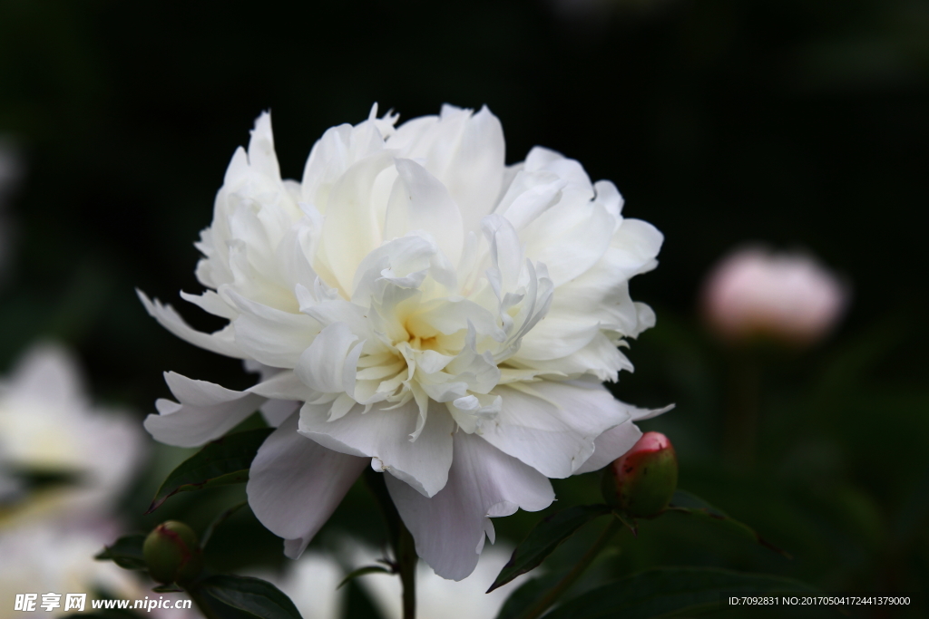 芍药花