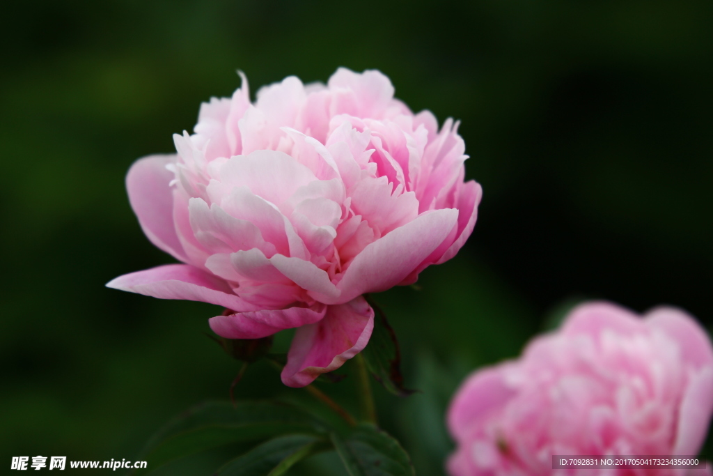 芍药花