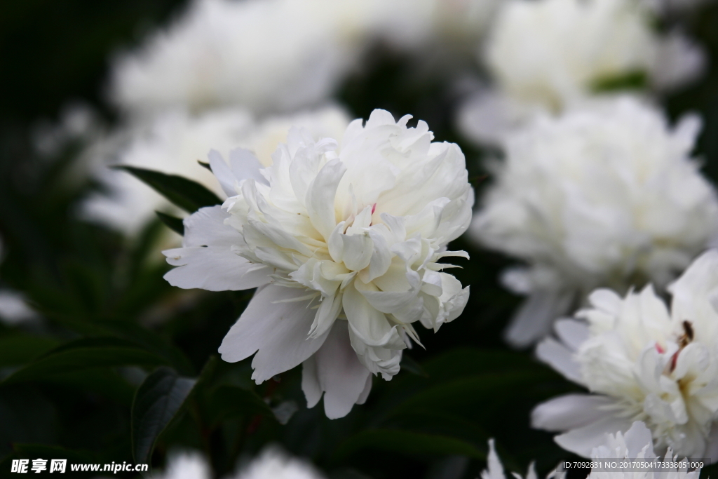 芍药花