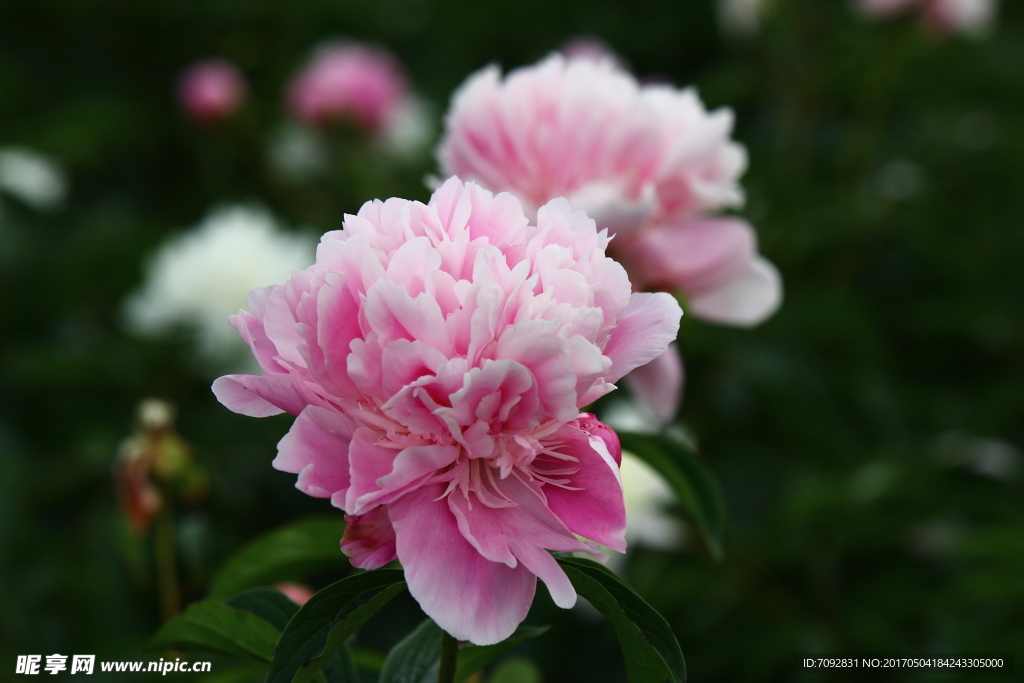 芍药花