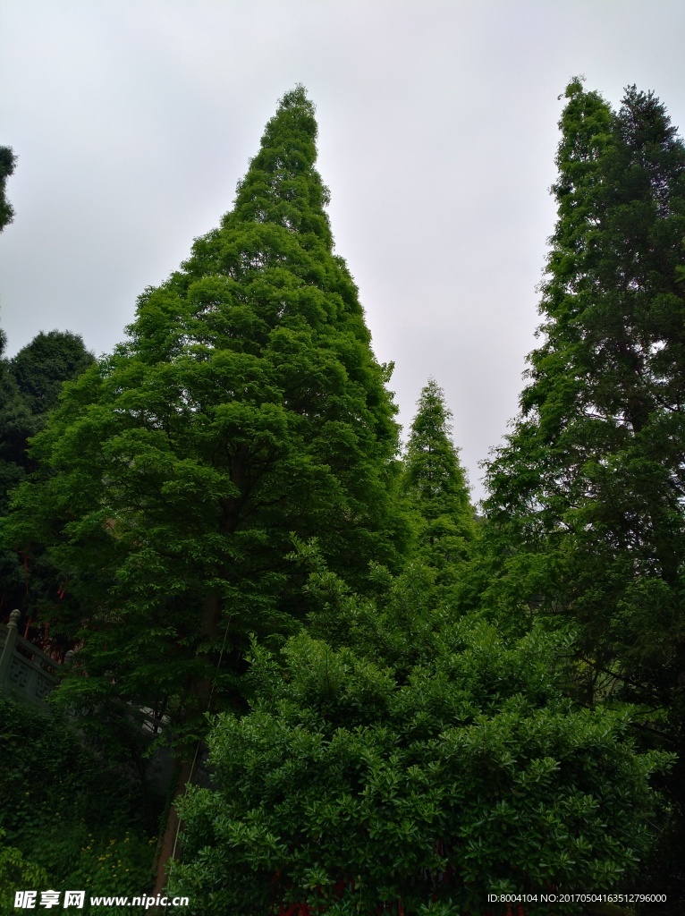 大树