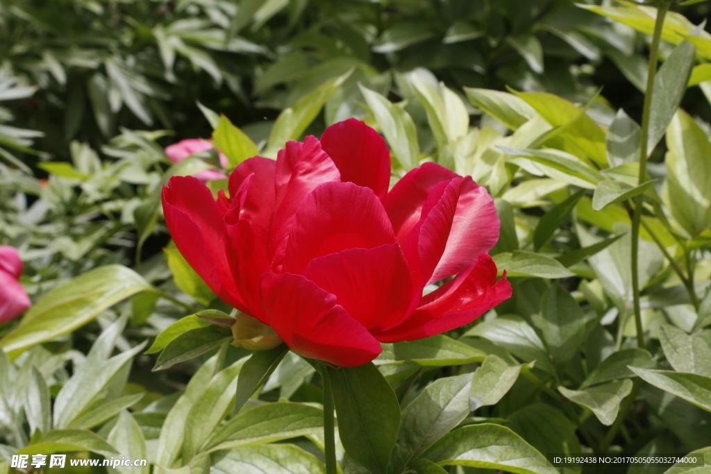 芍药花