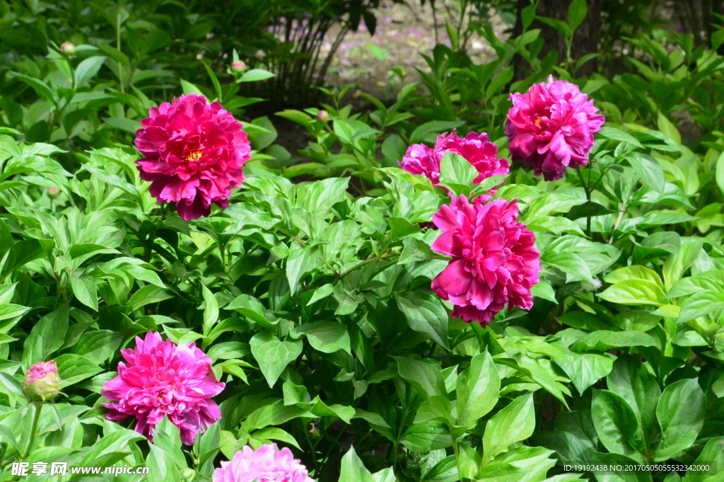 芍药花