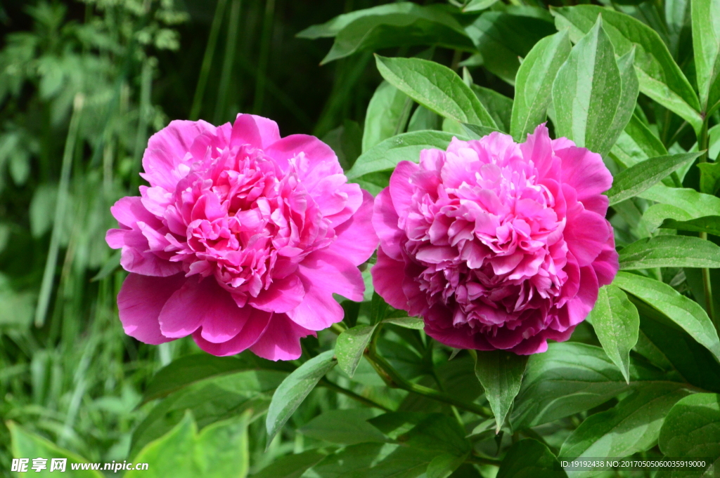 芍药花