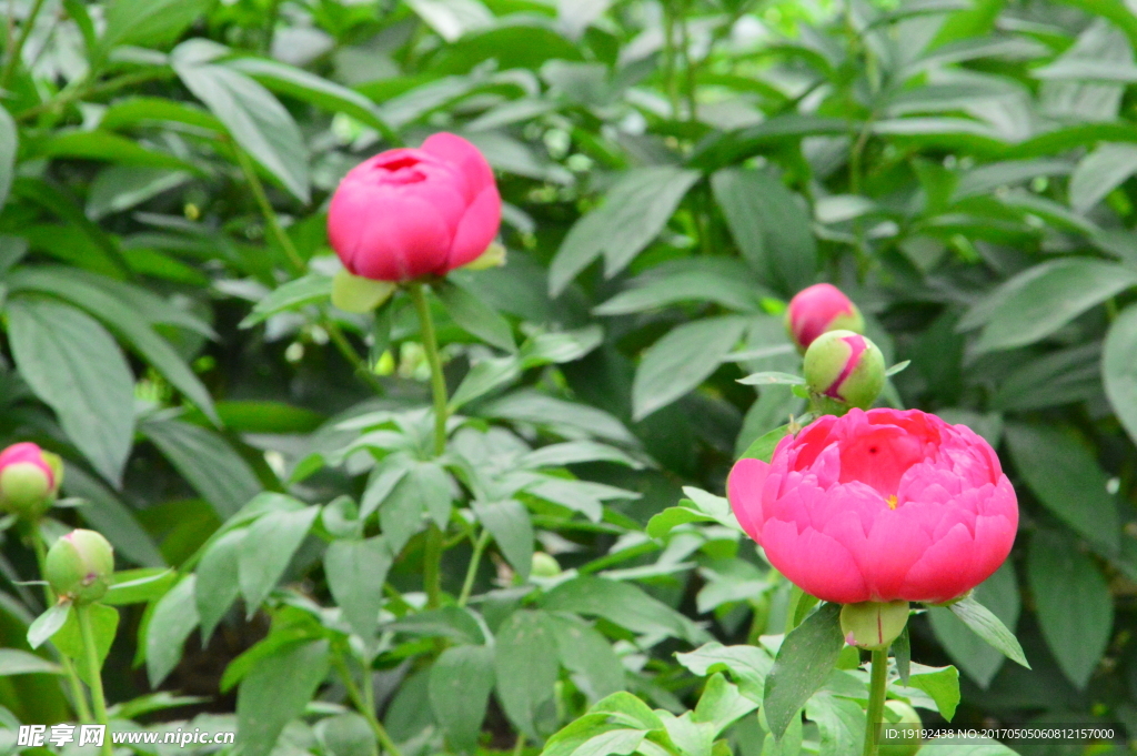 芍药花