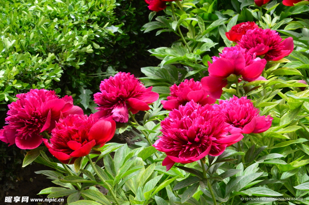 芍药花