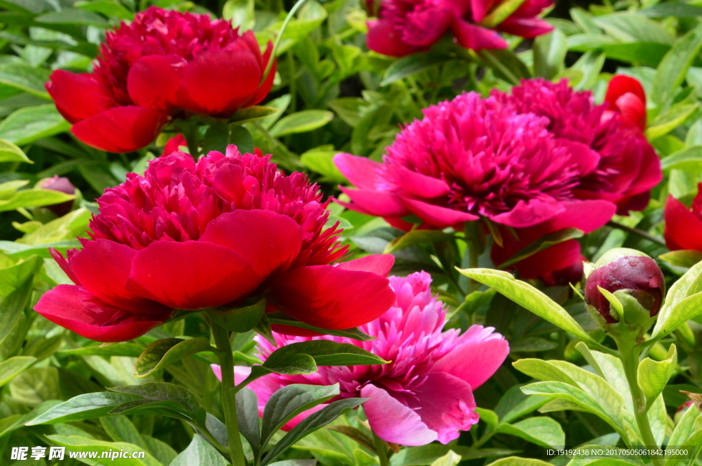 芍药花