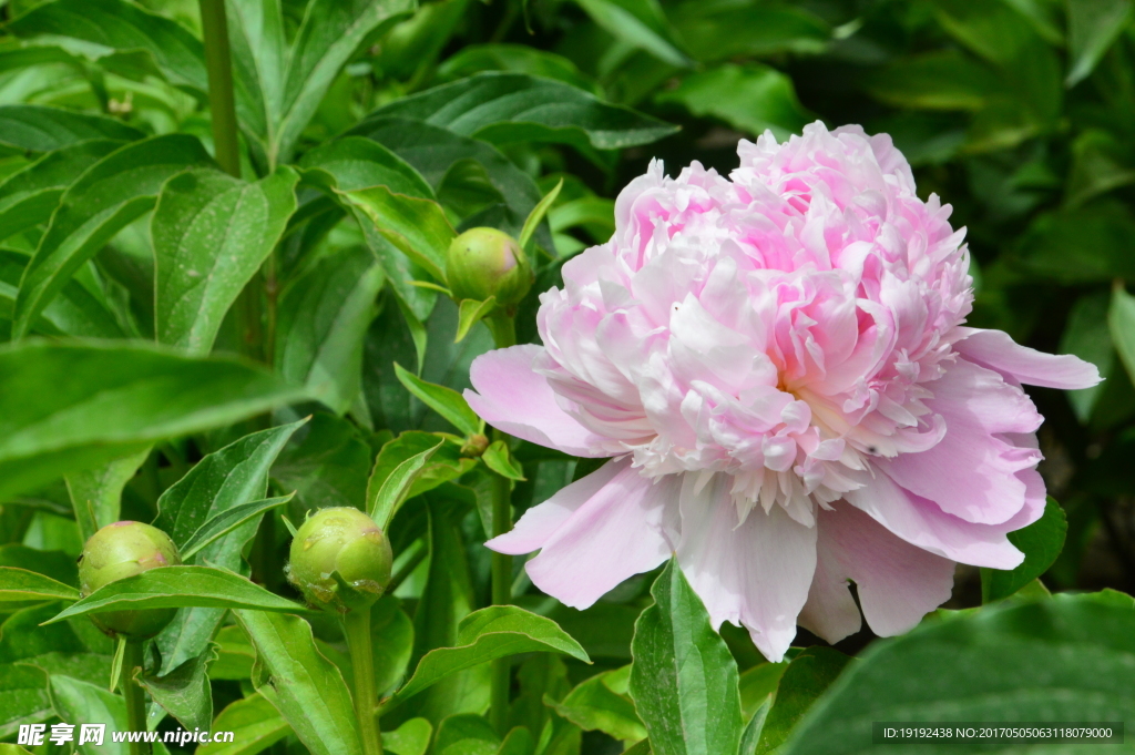 芍药花