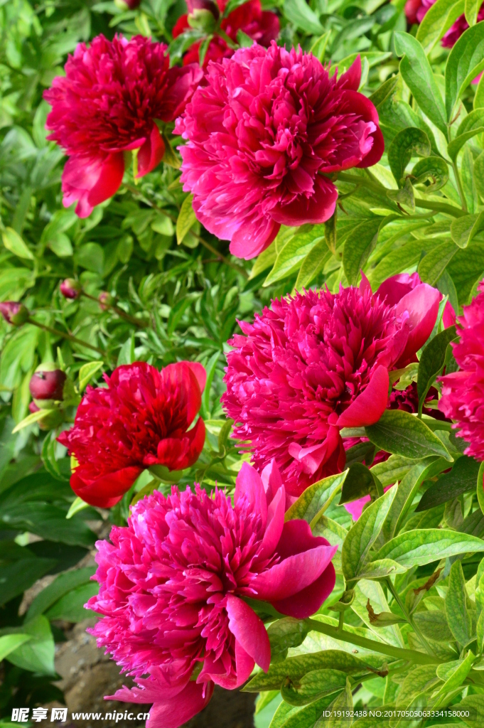 芍药花