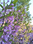 紫色野花