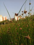 莎草