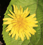 苦菜花
