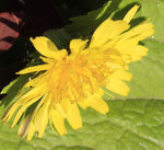 苦菜花