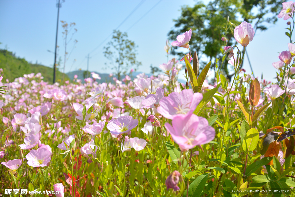 花丛