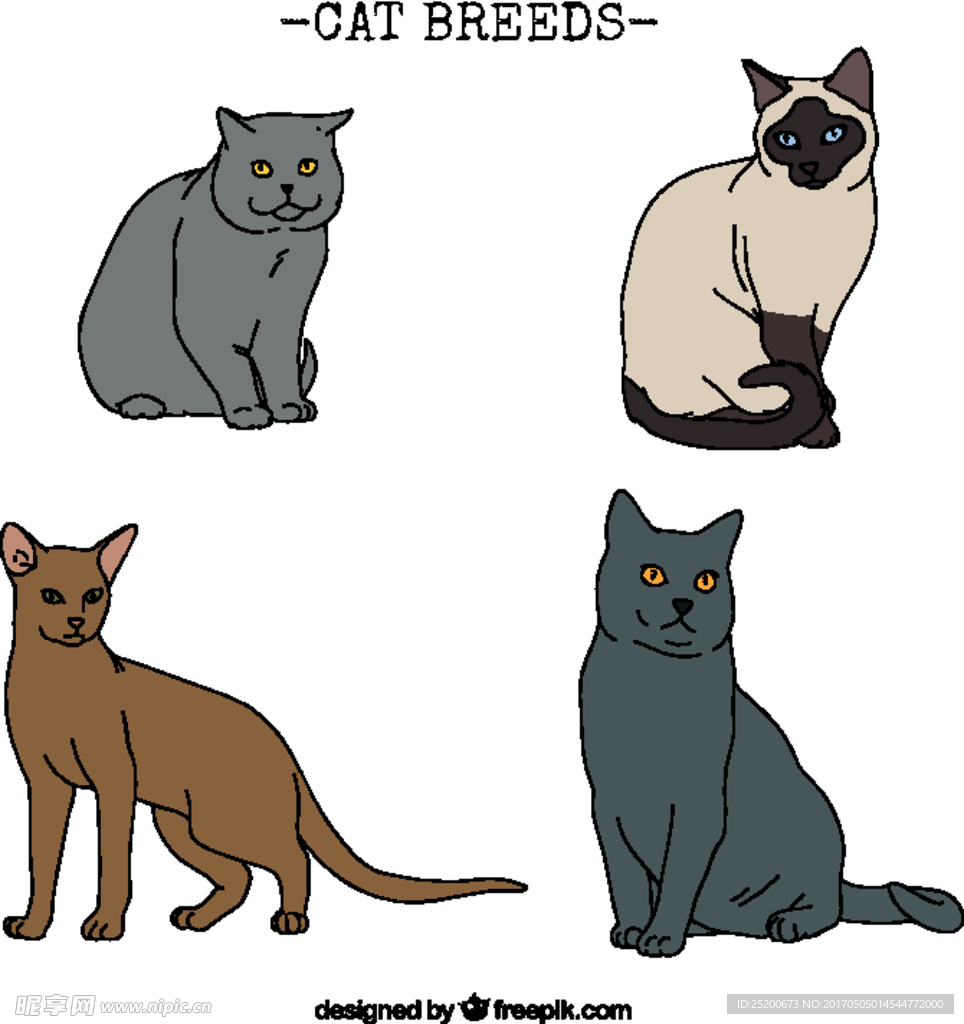 手绘猫品种