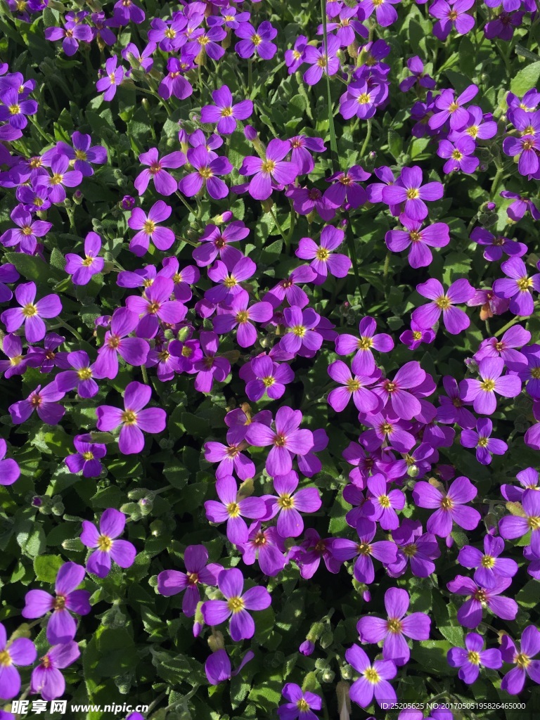 紫罗兰色花朵