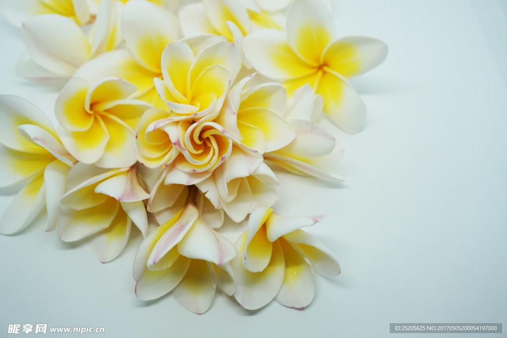 素馨花