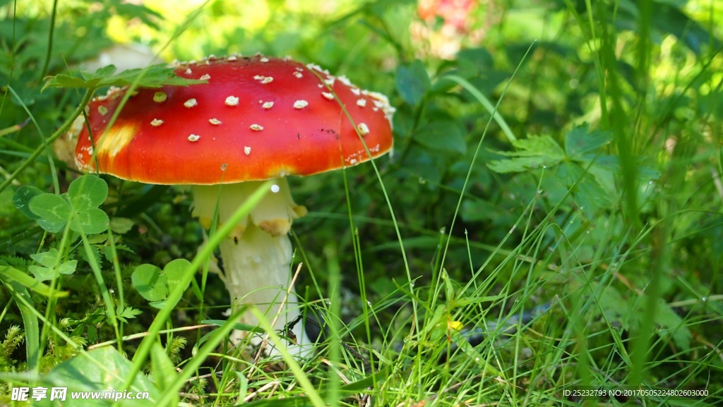 绿草地红色蘑菇