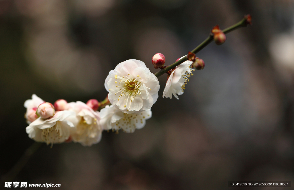 梅花