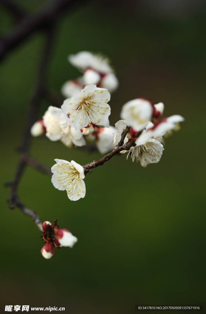 梅花