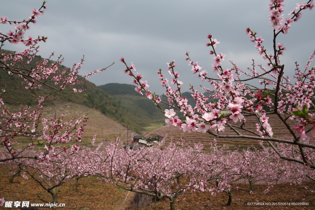 桃花园素材