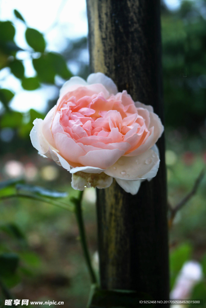 玫瑰花