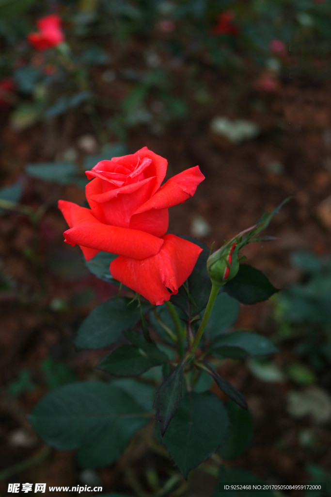 玫瑰花